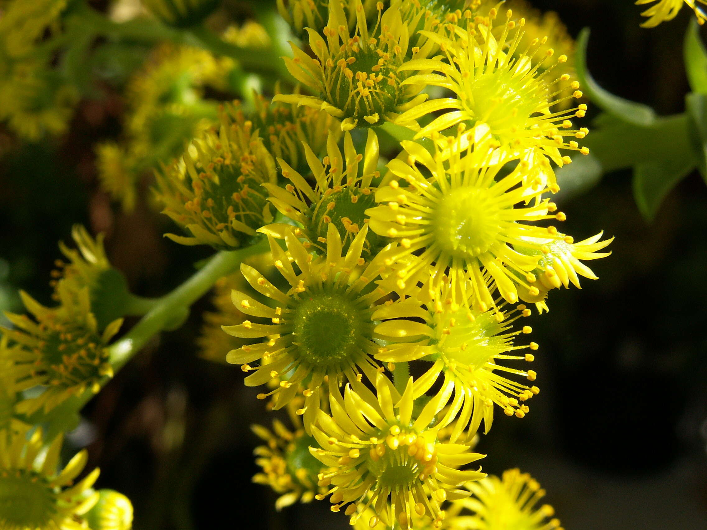 Imagem de Aeonium dodrantale