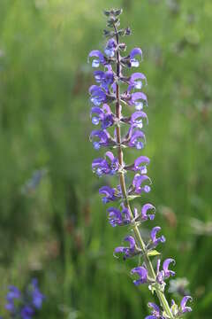 Imagem de Salvia pratensis L.