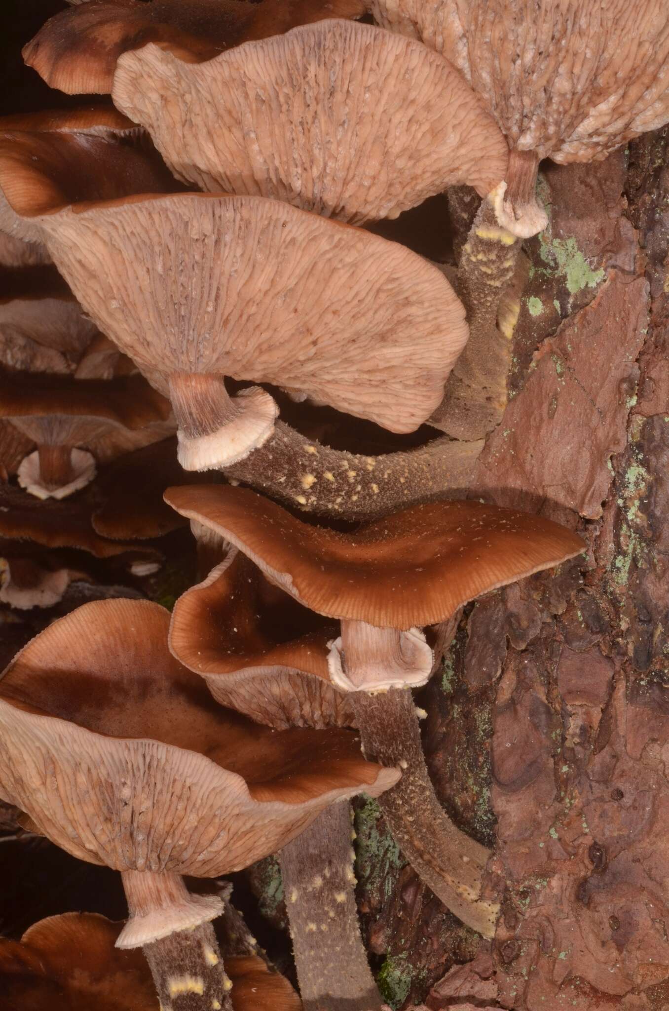 Image of Armillaria ostoyae (Romagn.) Herink 1973