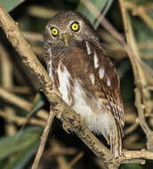 Image of Javan Owlet