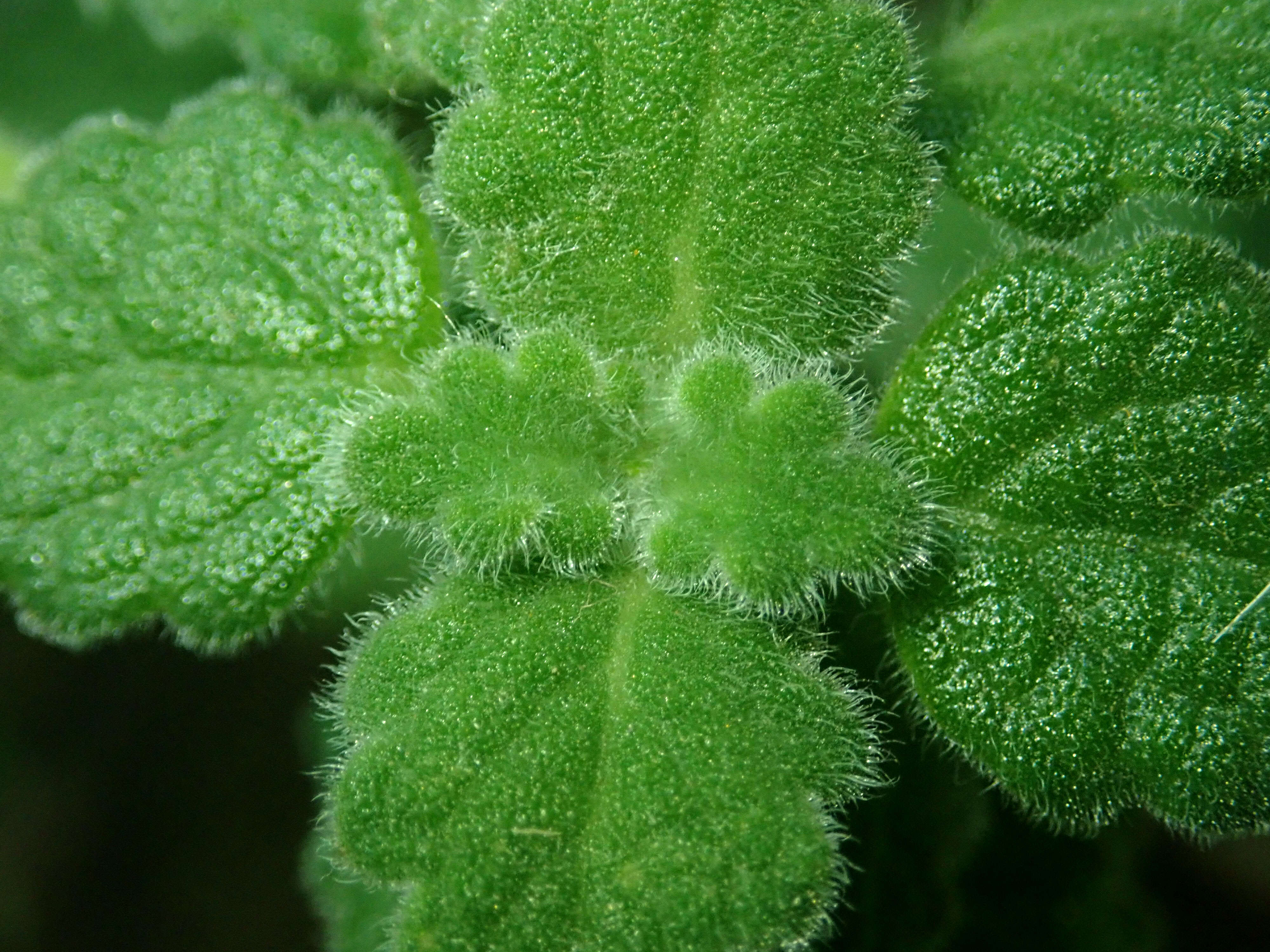 Image of Plectranthus madagascariensis (Pers.) Benth.