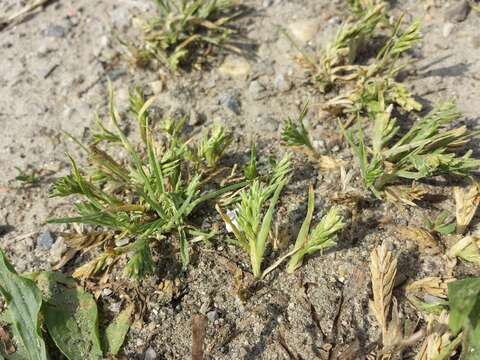 Imagem de Sclerochloa