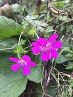 Imagem de Geranium palustre L.