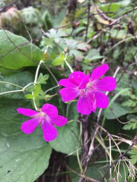 Imagem de Geranium palustre L.