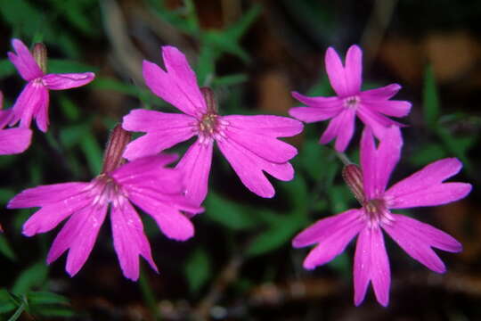 Plancia ëd Silene keiskei Miq.