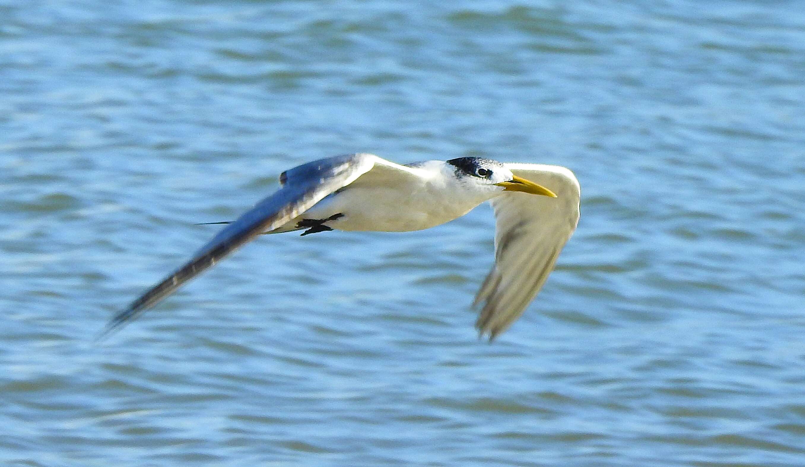 Image of Crested Tern