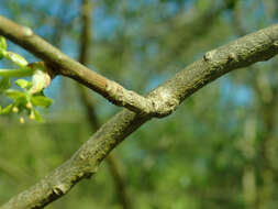 Image of Orixa japonica Thunb.