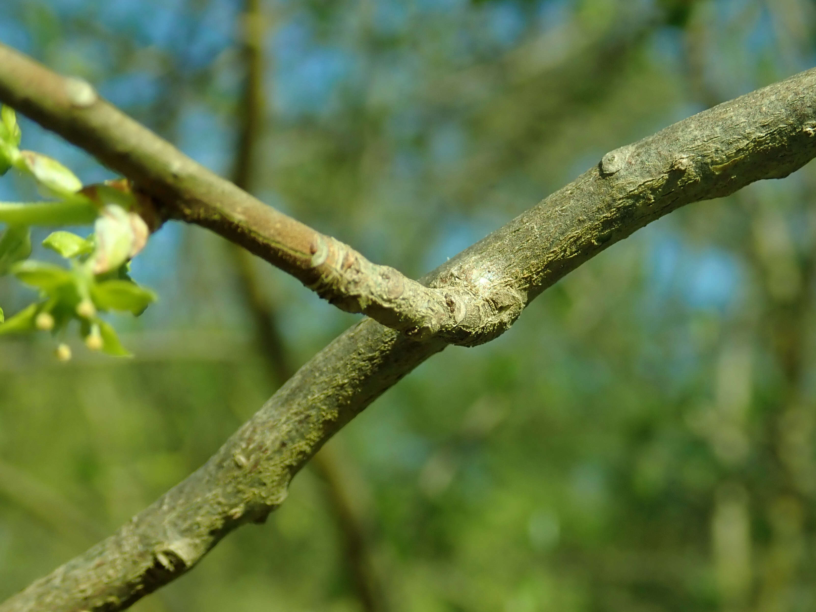 Sivun Orixa japonica Thunb. kuva