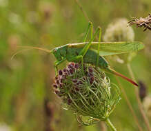 Image of Great green bushcricket