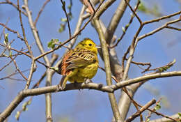 Image of Yellowhammer