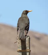 Plancia ëd Turdus chiguanco d'Orbigny & Lafresnaye 1837