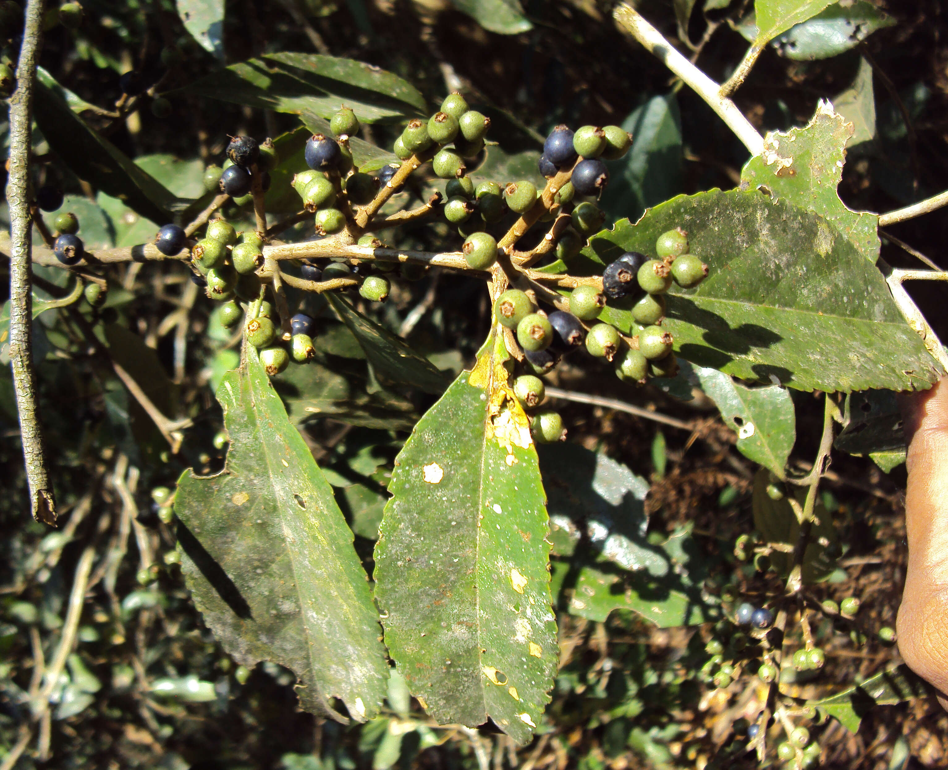 Image of Symplocos cochinchinensis (Lour.) Moore