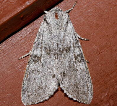 Image of Piney Moth