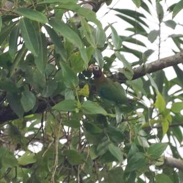 Image of Brown-hooded Parrot