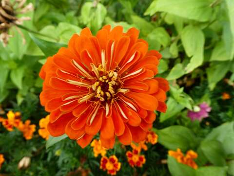 Image of ELEGANT ZINNIA