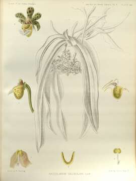 Image of Gastrochilus calceolaris (Buch.-Ham. ex Sm.) D. Don