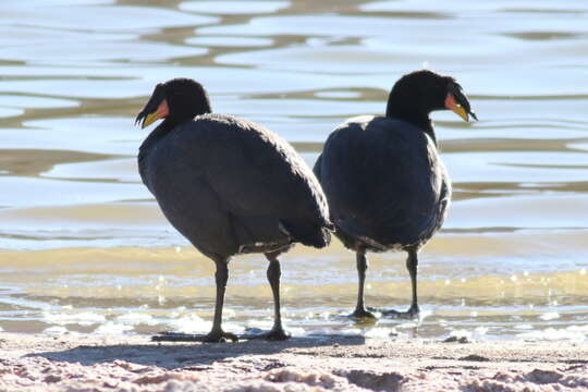 Image of Horned Coot