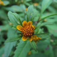 صورة Bidens frondosa L.