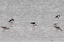 Image of Pied Stilt