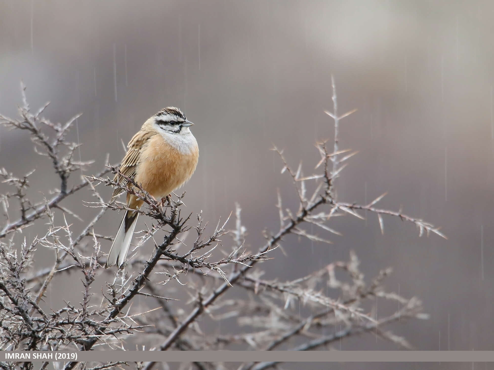 Image of European Rock Bunting