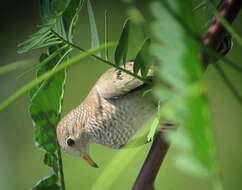 Image of Common Ground Dove