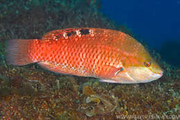 Image of Luculentus Wrasse