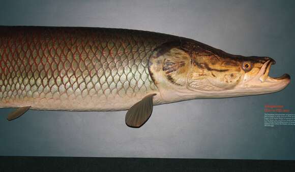 Image of Arapaima