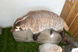 Image of badger