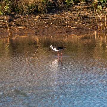 Image of Pied Stilt