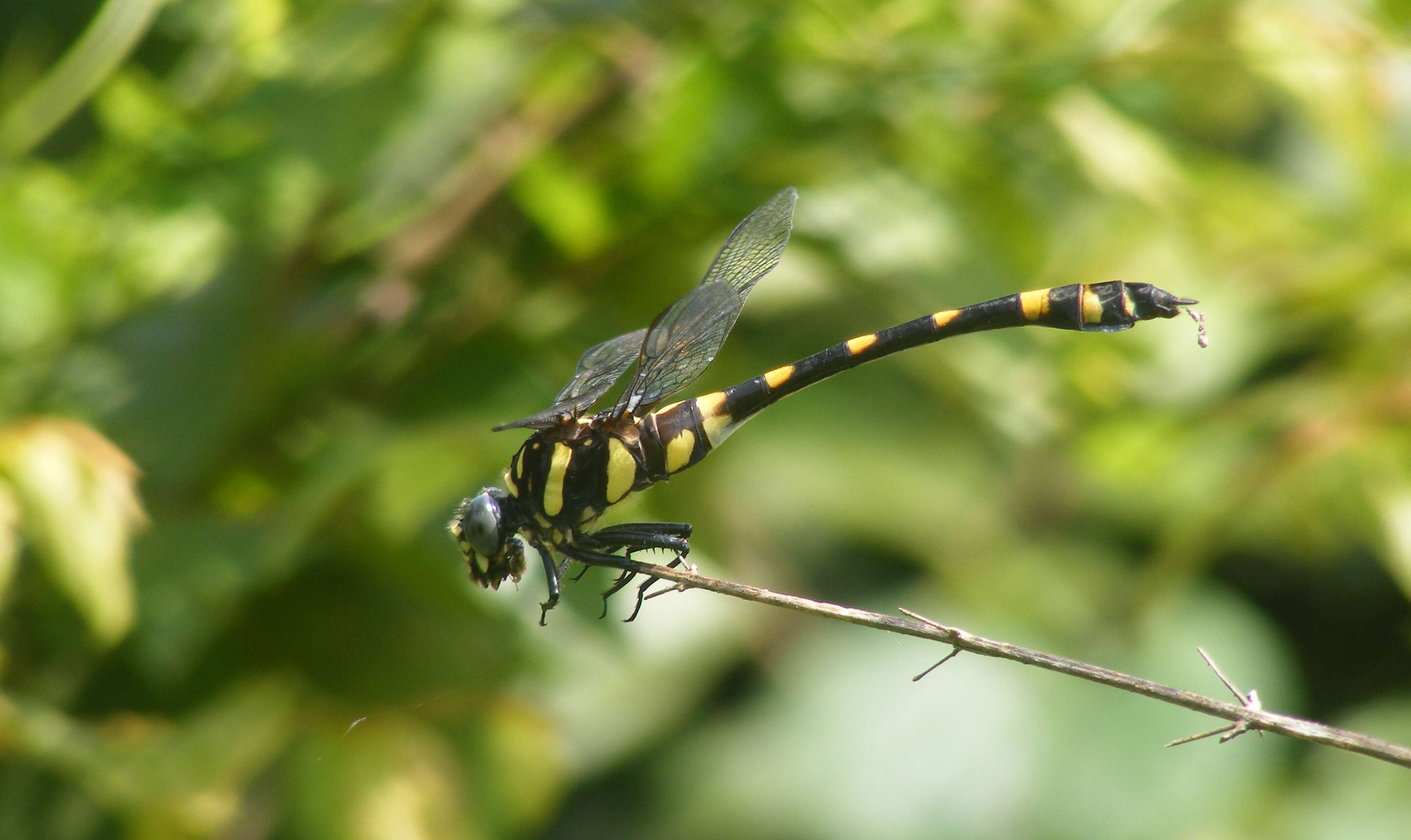 صورة Ictinogomphus rapax (Rambur 1842)