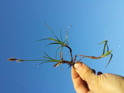 Image of spring-sedge