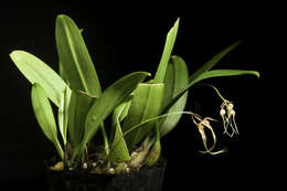 Imagem de Bulbophyllum macraei (Lindl.) Rchb. fil.