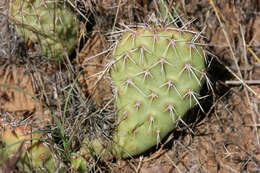 Image of Panhandle Prickly-pear