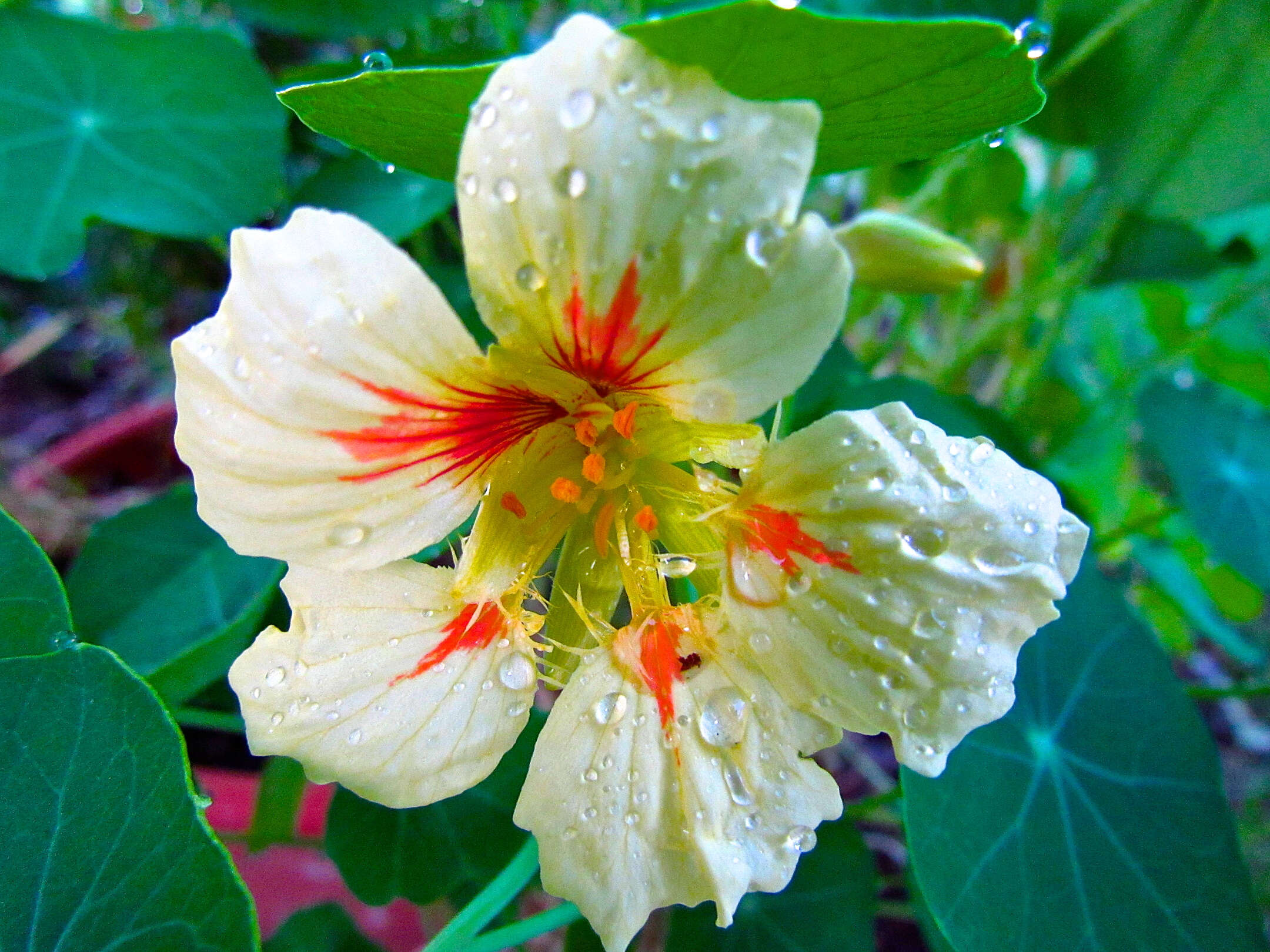 Image of nasturtium