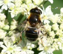 Image of Eristalis rupium Fabricius 1805