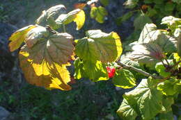 Image of Rock Red Currant