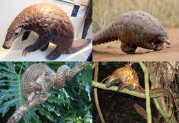 Image of pangolins