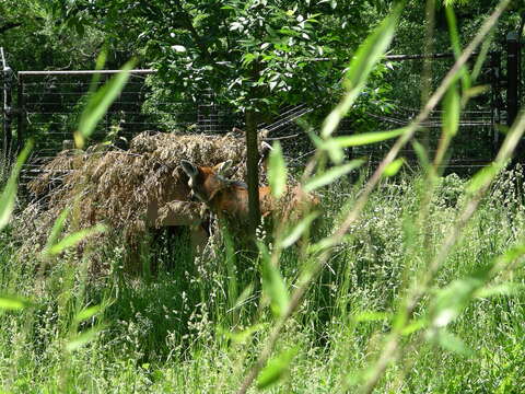 Image of Red wolf