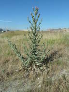 Image of Moor's Cotton Thistle