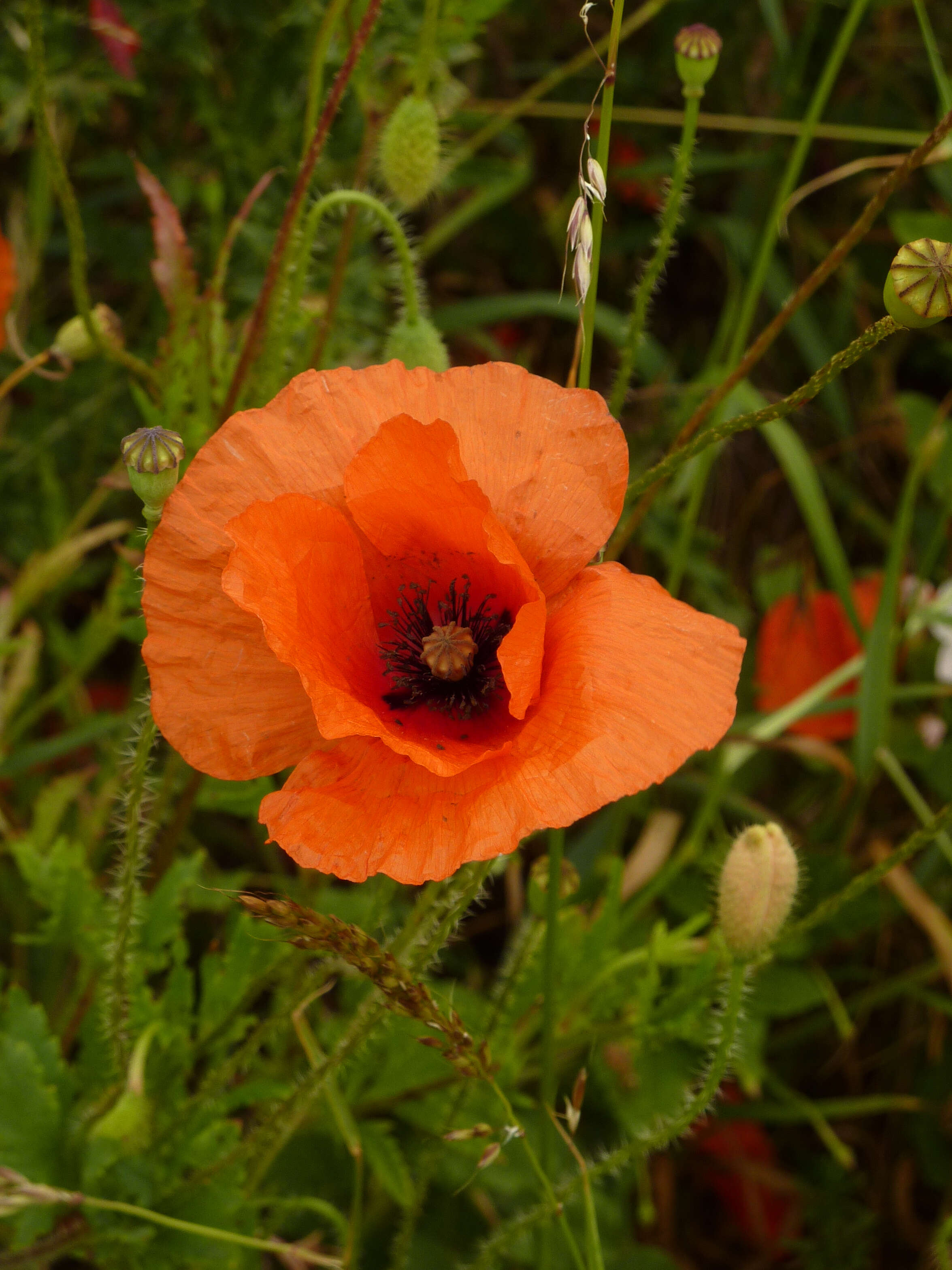 Image of corn poppy