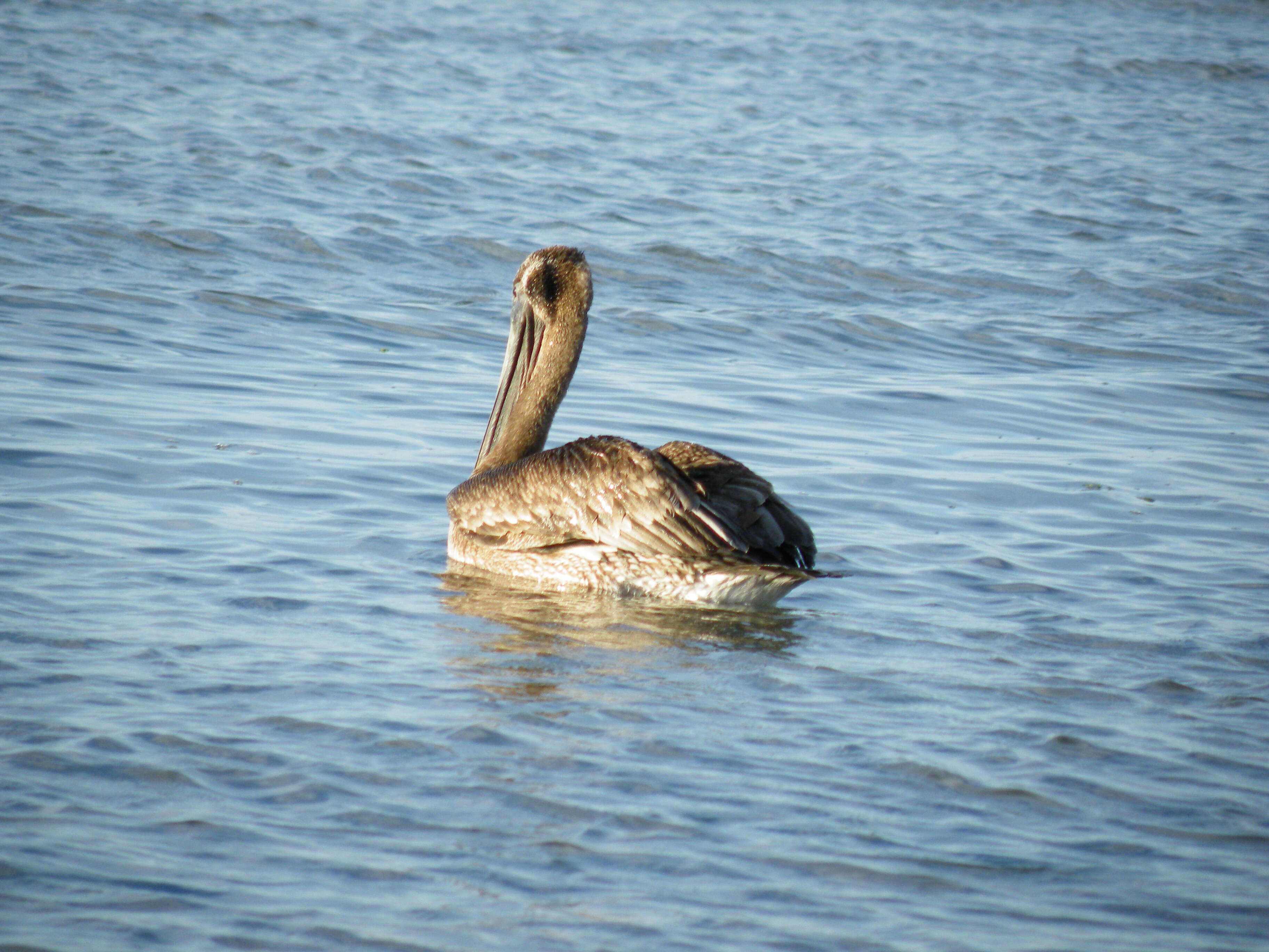 Image of California brown pelican