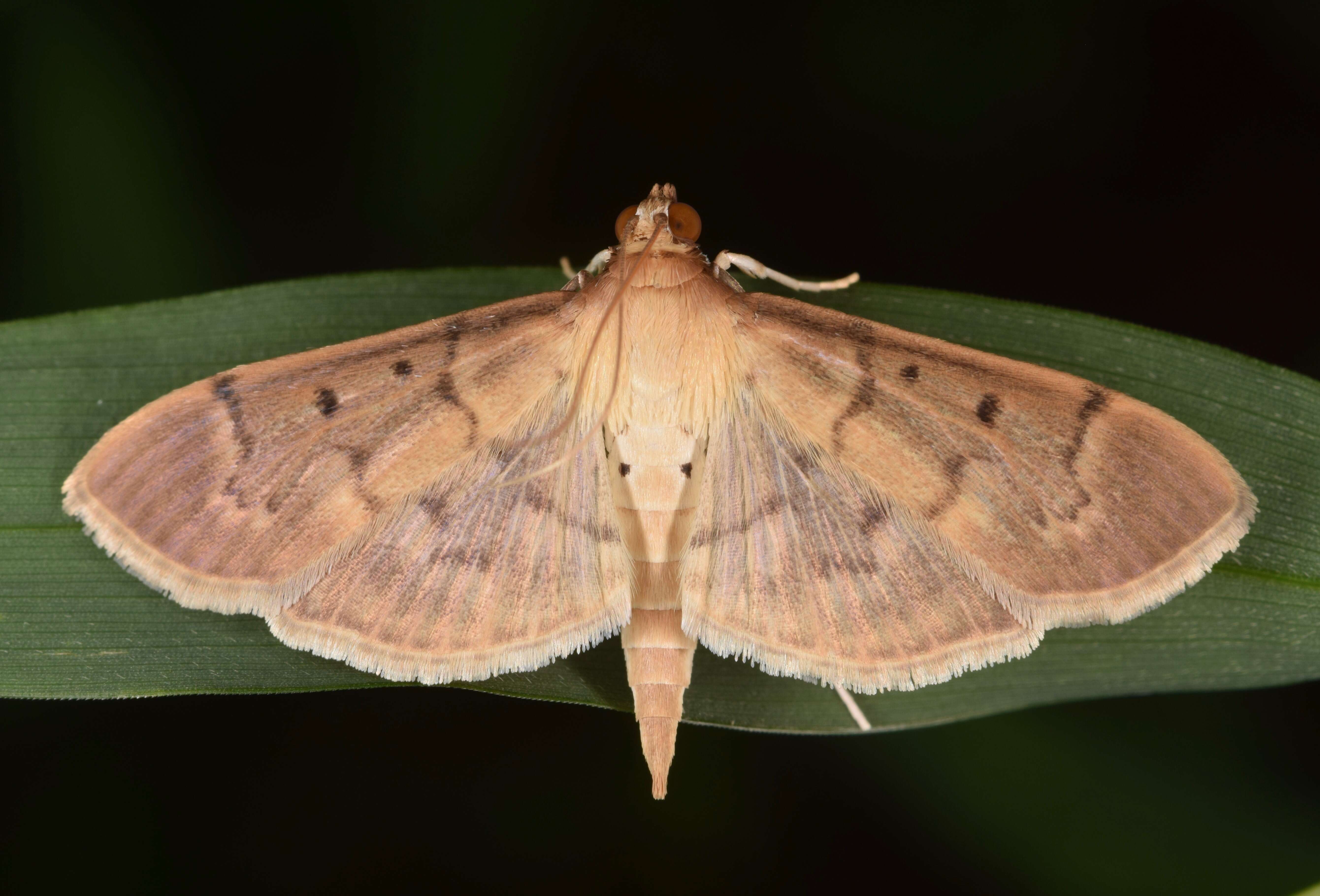 Image of Two-spotted Herpetogramma