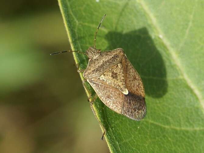 Image of Brown Stink Bug