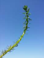 Image of twoleaf watermilfoil