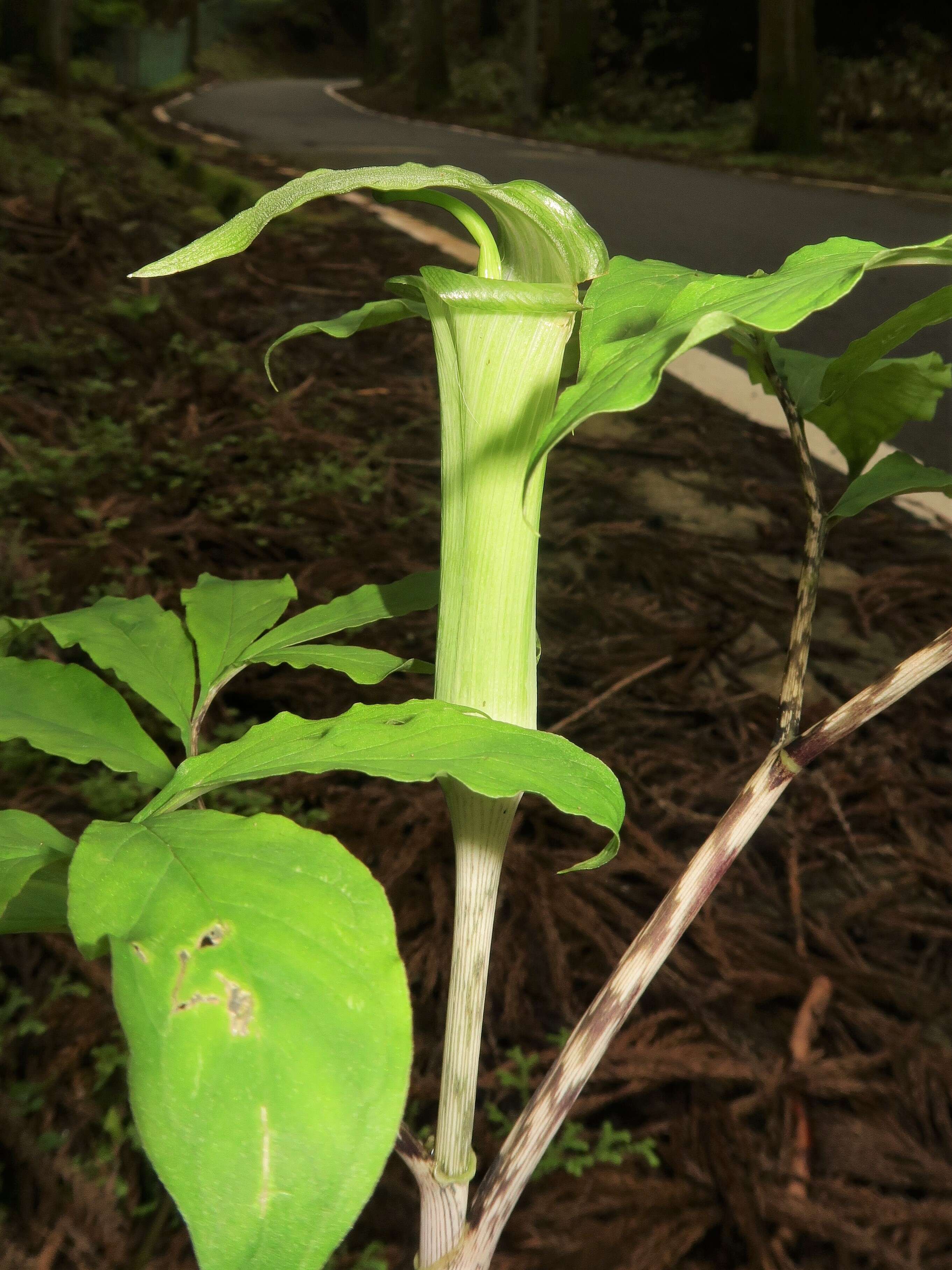 Arisaema yamatense (Nakai) Nakai的圖片