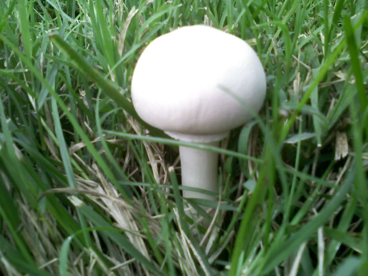 Image of Leucoagaricus leucothites (Vittad.) Wasser 1977