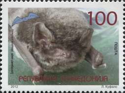 Image of Common Bentwing Bat