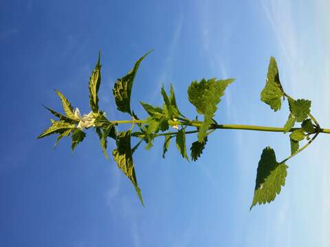 Image of white deadnettle