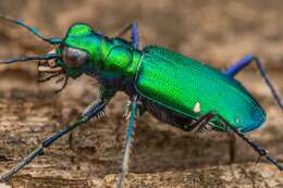 Imagem de Cicindela (Cicindela) sexguttata Fabricius 1775