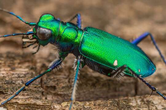 Image of Six Spotted Tiger Beetle